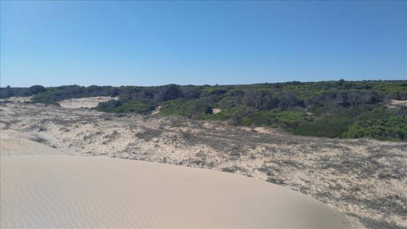 Sand dunes on Elche coastline in Costa Blanca.