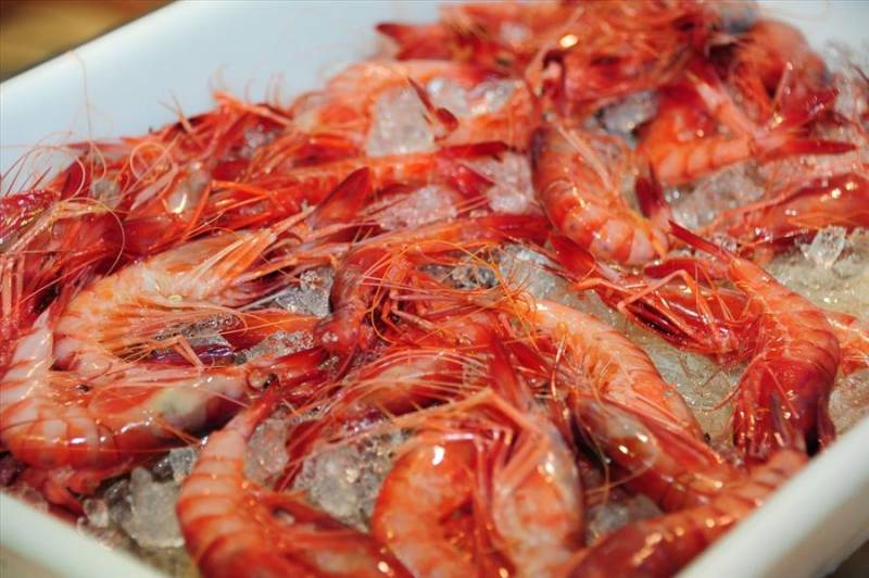 Plate of red prawns on ice from Dénia in Costa Blanca.