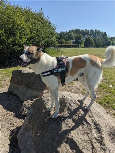 Oli's dog Hershel visiting the sites of Wiltshire in England.