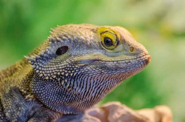 Colourful Dragon Lizard's head.