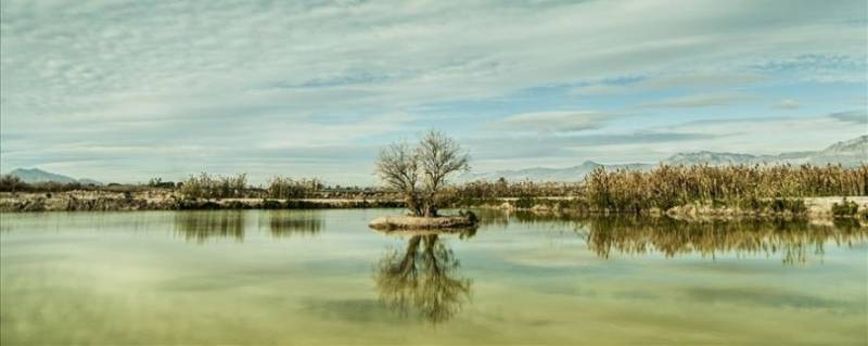 El Hondo lagoon wetlands in Elche, Costa Blanca.