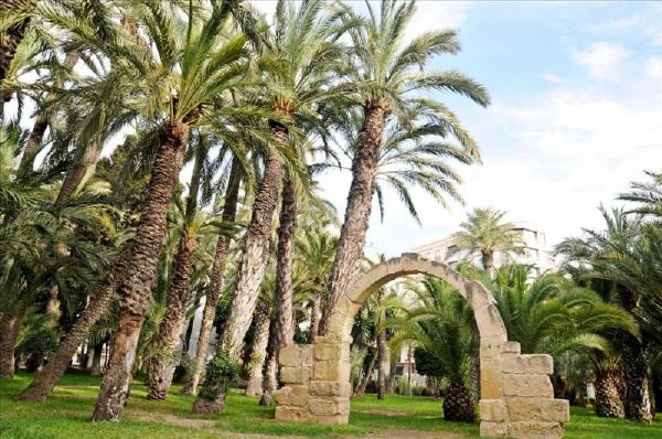 Palm trees in Elche town park, Costa Blanca.