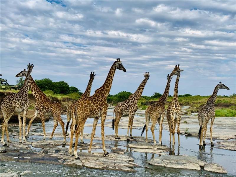 Giraffes stepping across the river at Maasai Mara are amazing to see in Kenya.