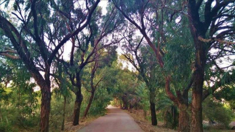 Tree tunnel path in Alfonso XIII dunes walk in Guardamar del Segura.