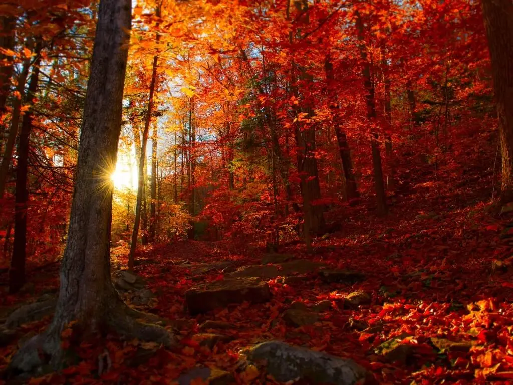 Autumn trees in Hacklebarney State Park, New Jersey.