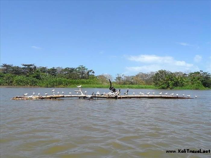 Herons posing on a branch in the waters of Limón Canal.