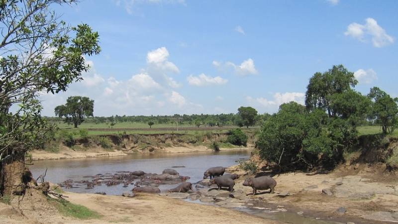 Hippos in the water in Kenya.