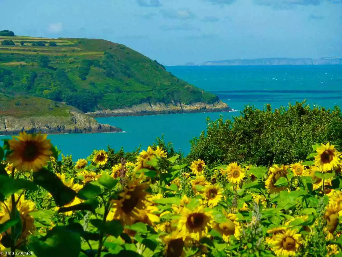 Sunflowers above Bouley Bay, Jersey beaches Channel Islands.