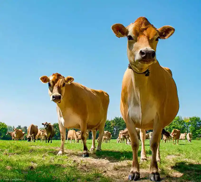 Jersey cows on Jersey Channel Island.