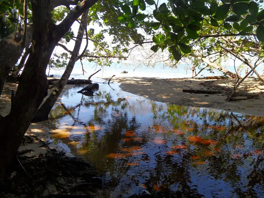 Leaves on the water at Kelly Creek in Cahuita National Park.