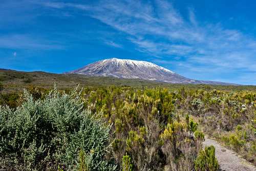 Trail though moorland with snowy peak of Mount Kilimanjaro in the distance.