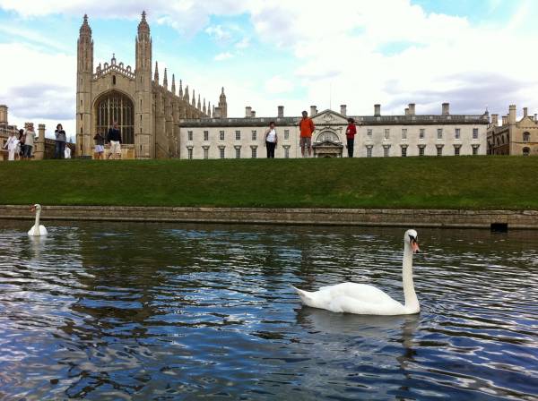 Swan on River Cam outside King's College in Cambridge, UK