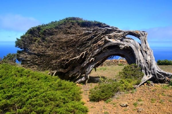 Twisted juniper tree in El Hierro, Canary Isles.
