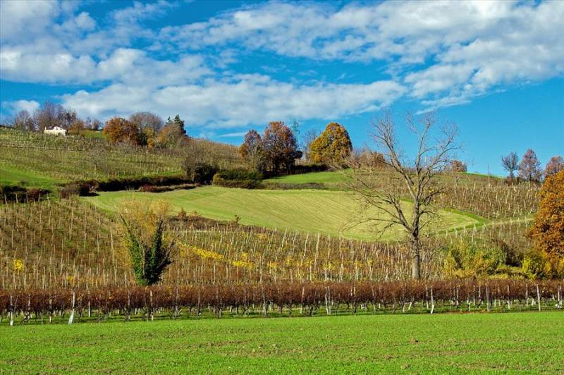 Vineyards near Parma in Emilia Romagna, Italy.