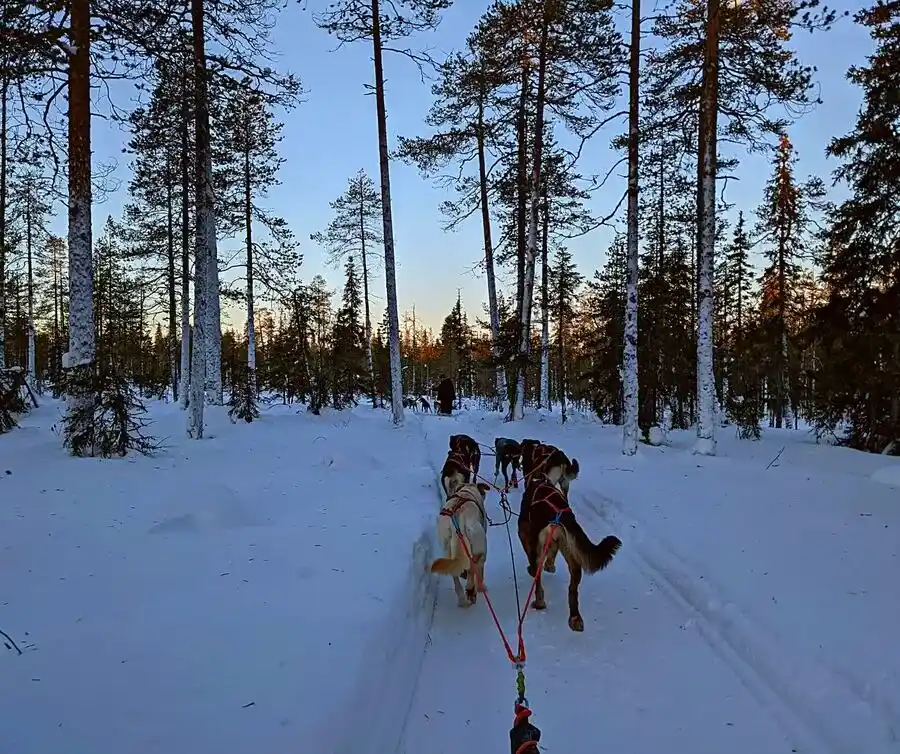 Dog sledding through the snow and forests of Lapland.