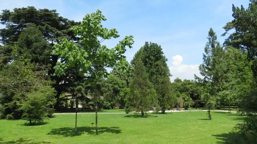 Lucca botanical garden lawns and trees.