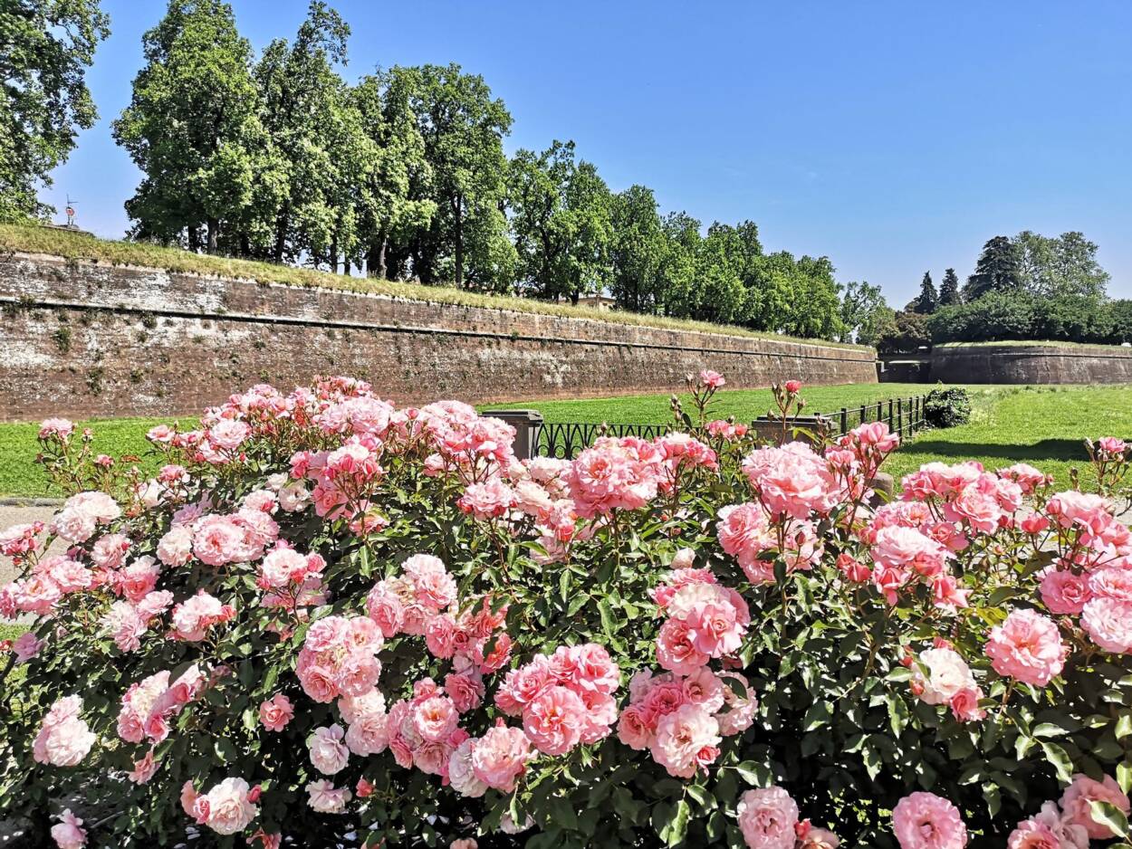 Rose bushes blooming beside Lucca medieval walls.