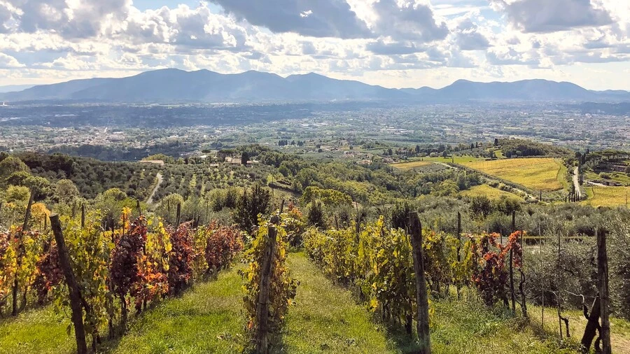 Views over vineyards near Lucca.