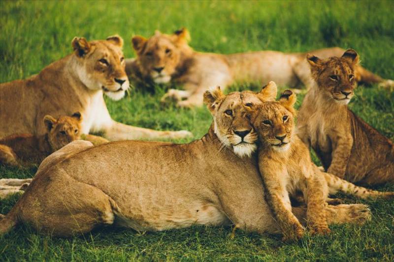 Pride of lions at Maasai Mara Reserve in Kenya.