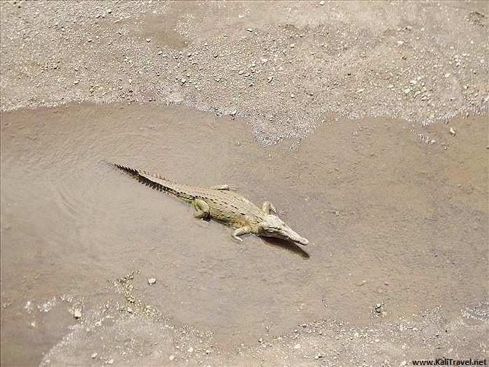 tarcoles_river_crocodile_bridge-pacific-costa-rica