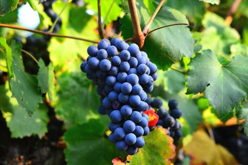 Bunch of purple Lambrusco grapes on the vine in Emilia Romagna.