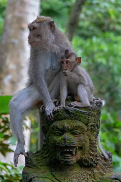 Monkey and baby on statue at Ubud Monkey Forest in Bali.