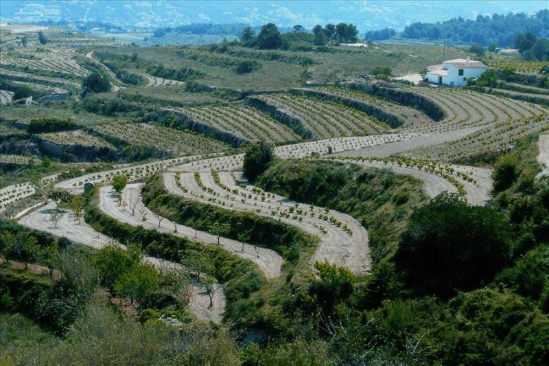 Terraced vineyards in Teulada countryside, Marina Alta..