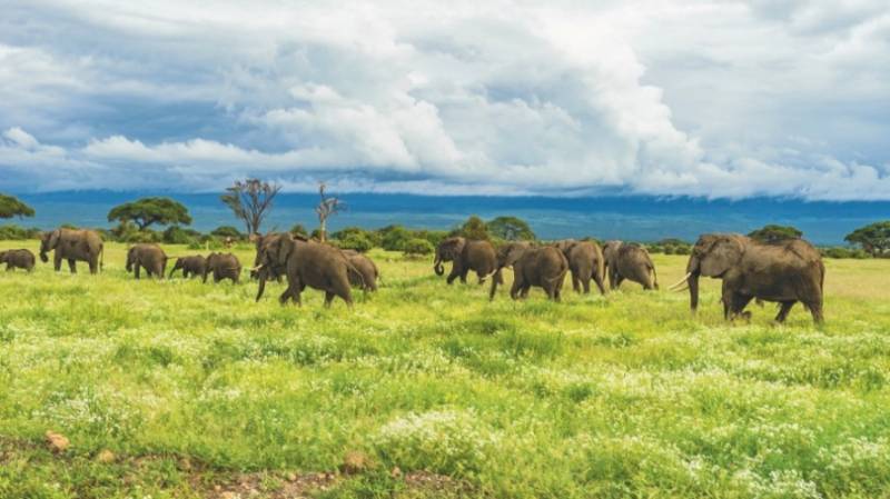 Elephants on the grassy plains of Mount Kenya in Africa.