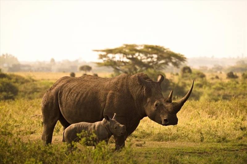 Rhino and calf at Nairobi National Park in Kenya.