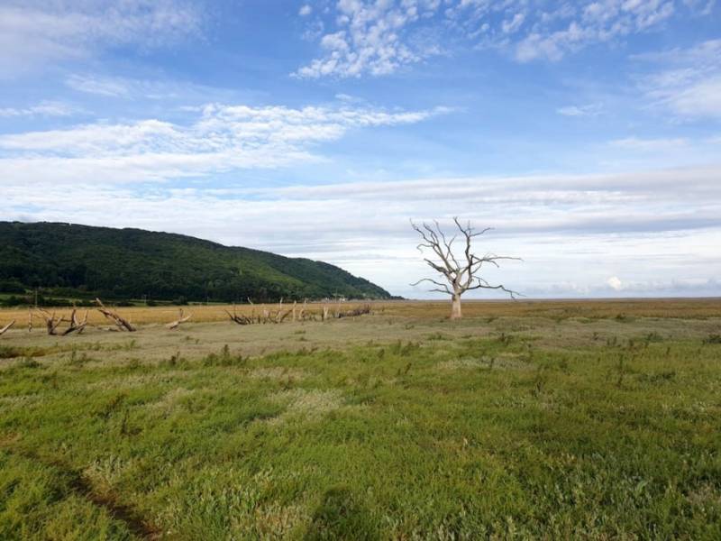 Barren tree on grassland near Portlock in Exmoor, Somerset.