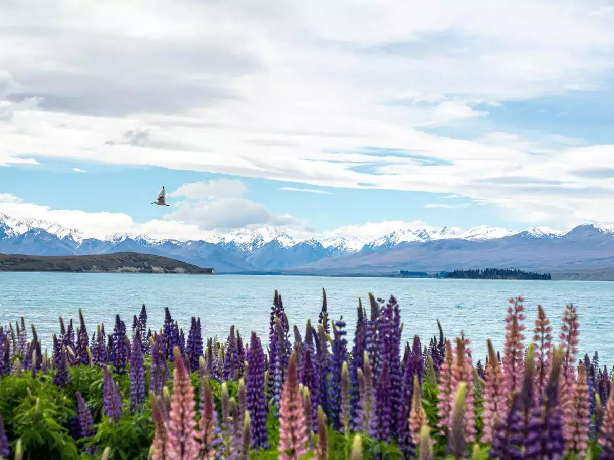 Lupins at Lake Tekapo on South Island NZ.