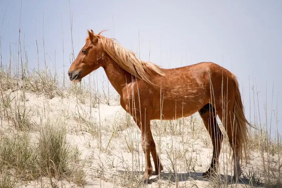 Corolla wild pony on the sand dunes.