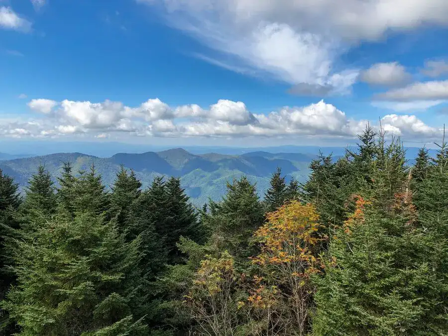 Fir trees on the Blue Ridge mountains.