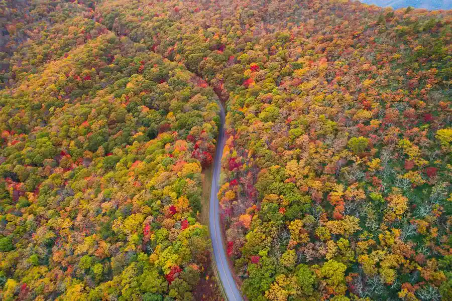 Road through the brightly colored forests of Blue Ridge Parkway in fall.