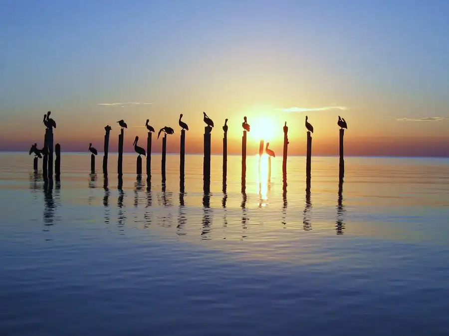 Brown Pelicans on posts in the Alabama at sunrise.