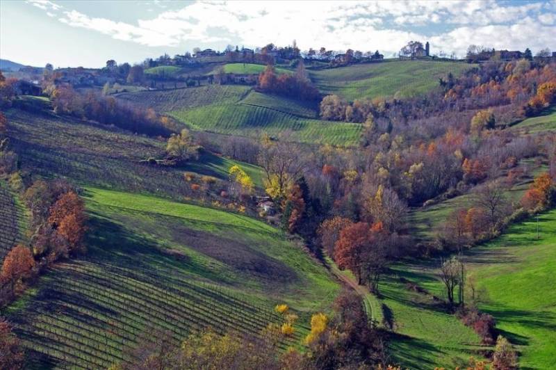 Vineyards in the hills near Parma in Italy.