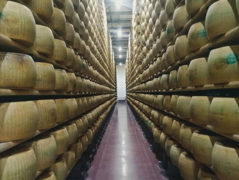 Rows of Parmesan cheeses at a chesse factory in Emilia Romagna, Italy.