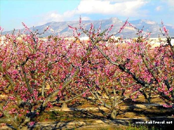 Peach blossom on the trees in Ricote Valley.