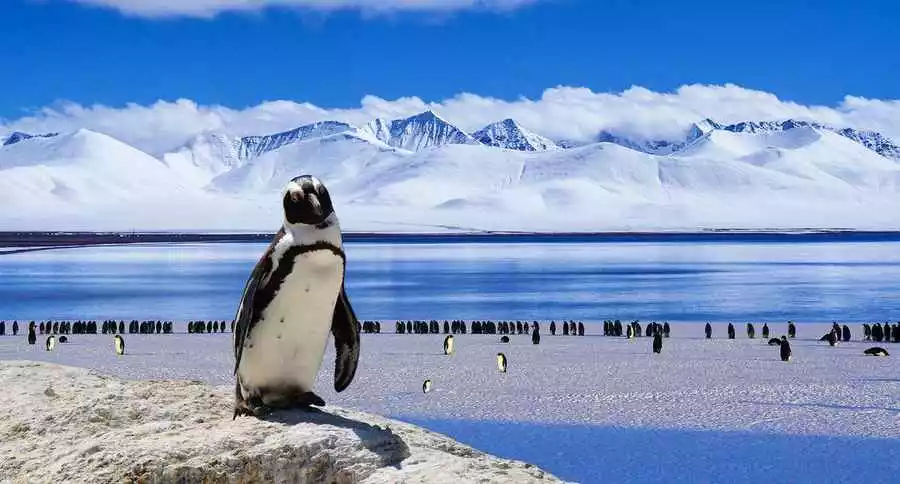 Penguins on ice infront of Antarctic Ocean and snowy mountains.