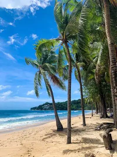 Sandy beach with palm trees beside the ocean on Phuket Island in Thailand.