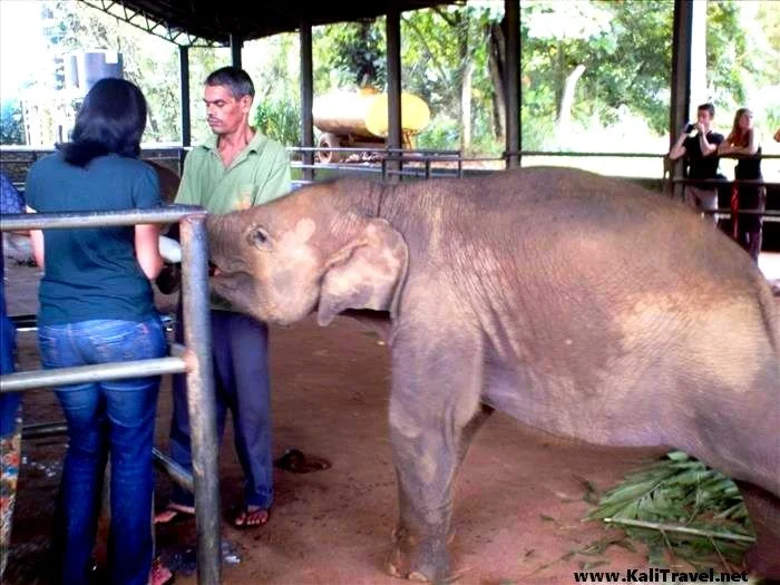 Bottle feeding a baby elephant in Pinnawela Sanctuary.