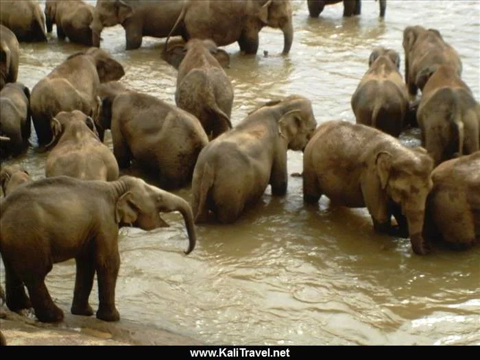 Elephants from Pinnawela Sanctuary bathing in the river.