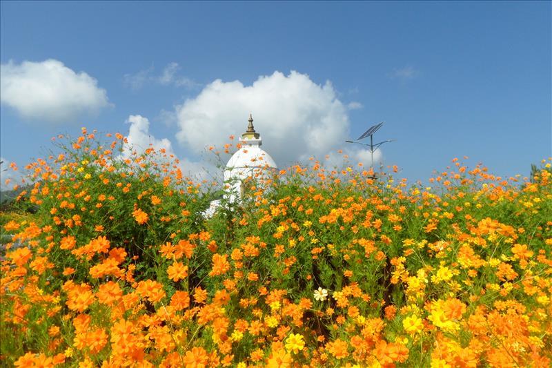 Bright flowers in the gardens of Pokhara Peace Temple in Nepal.