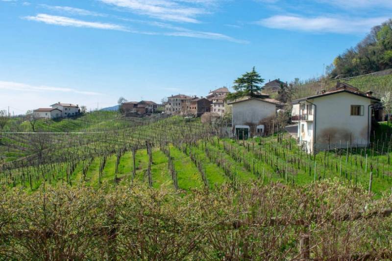 Vineyards of Prosecco region near Venice in Italy.