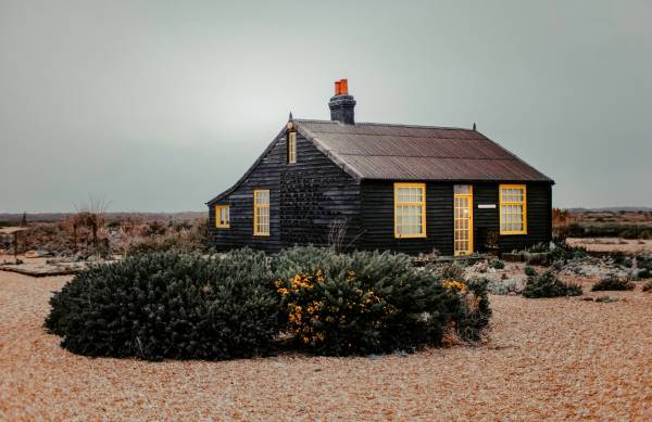 Shingle beach, flowering bush in front of wooden cottage in Dungeness, Kent. 