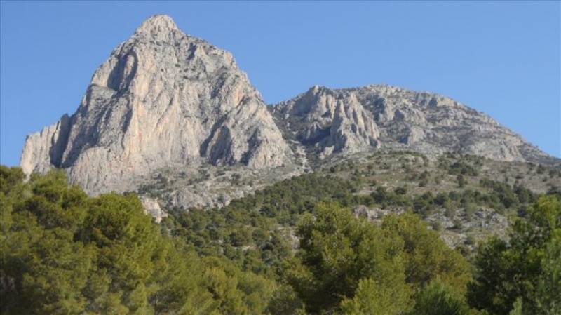 Pinewoods under Puig Campana peak in Finestrat.