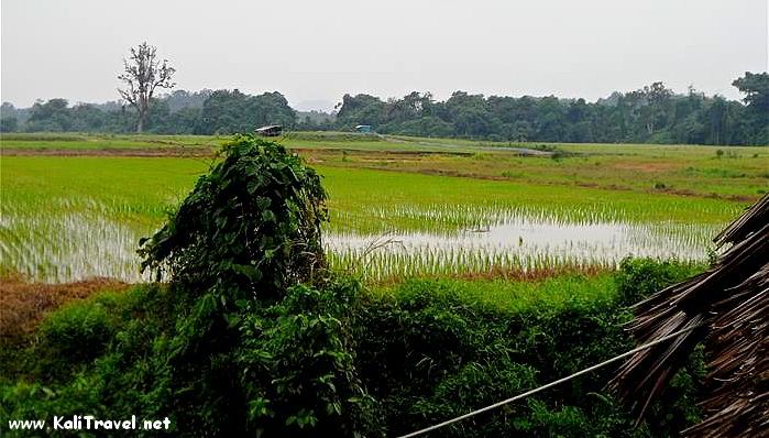 rice_fields_bau_sarawak_borneo