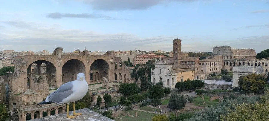 Seagull posing for this photo overlooking the Roman Forum!