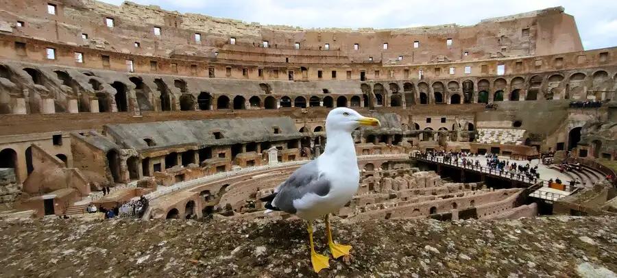 A seagull posing on the 2nd level above the arena inside Rome's Colosseum.