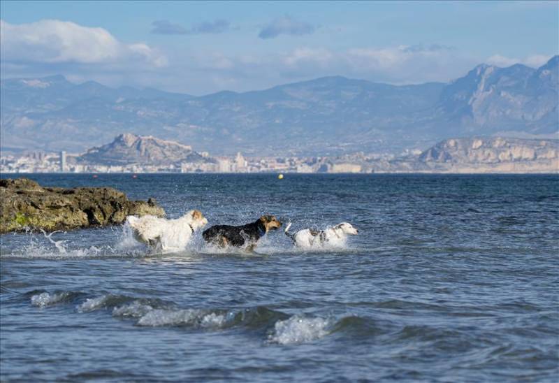 3 dogs in the sea off Caleta Dels Gossets 'dog beach' in Santa Pola.
